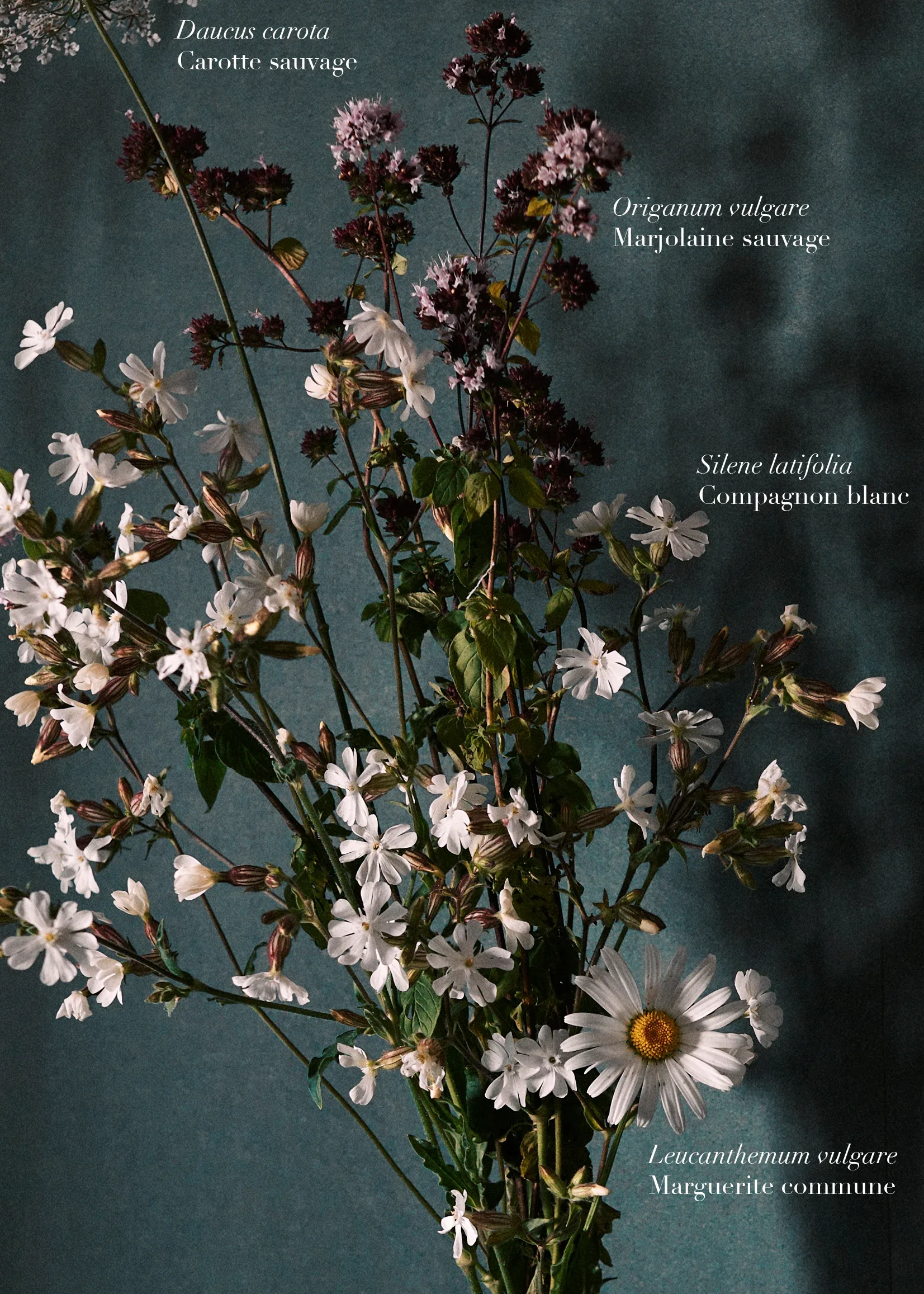 Ces Herbes Folles, photograph 6