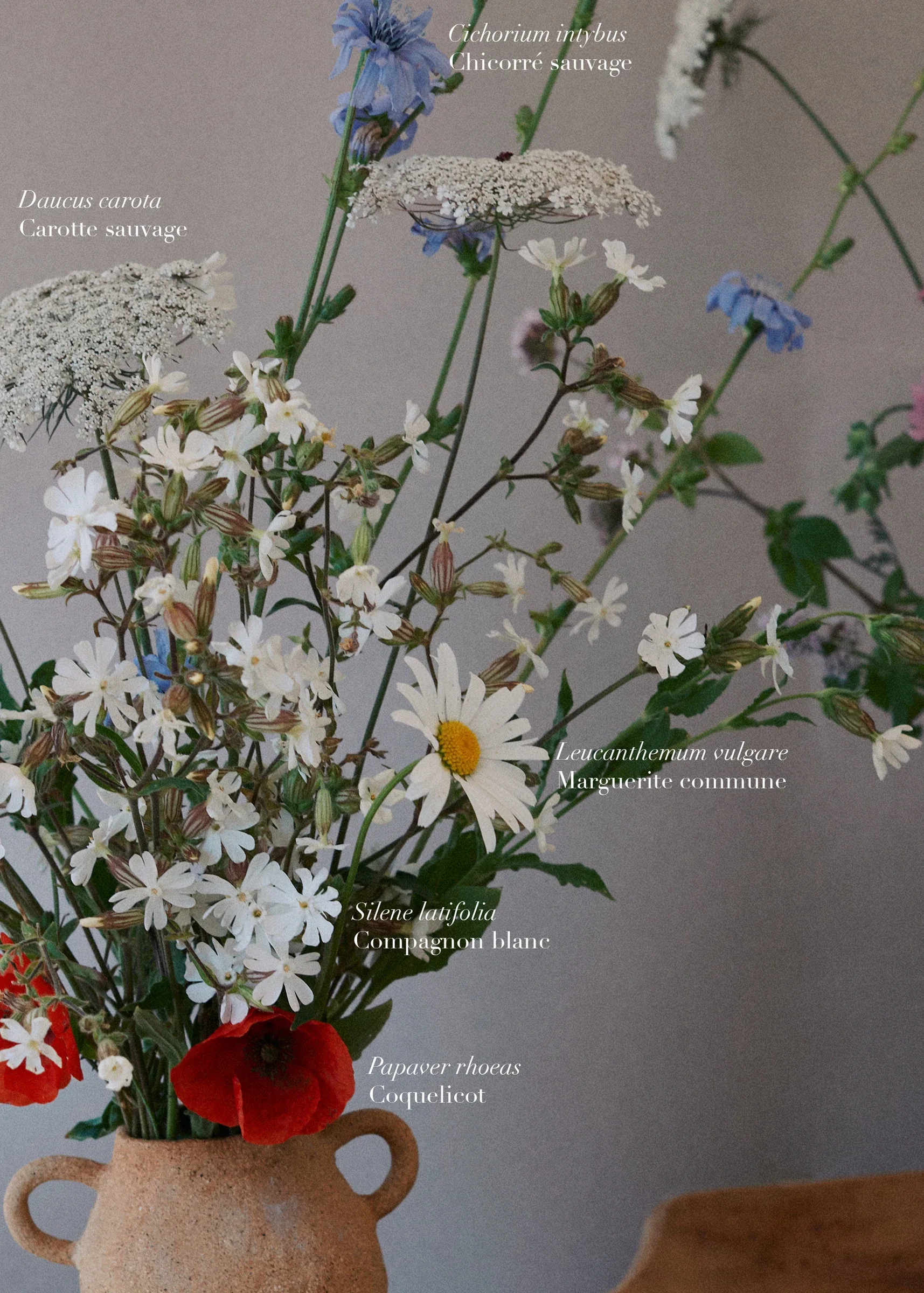Ces Herbes Folles, photograph 12