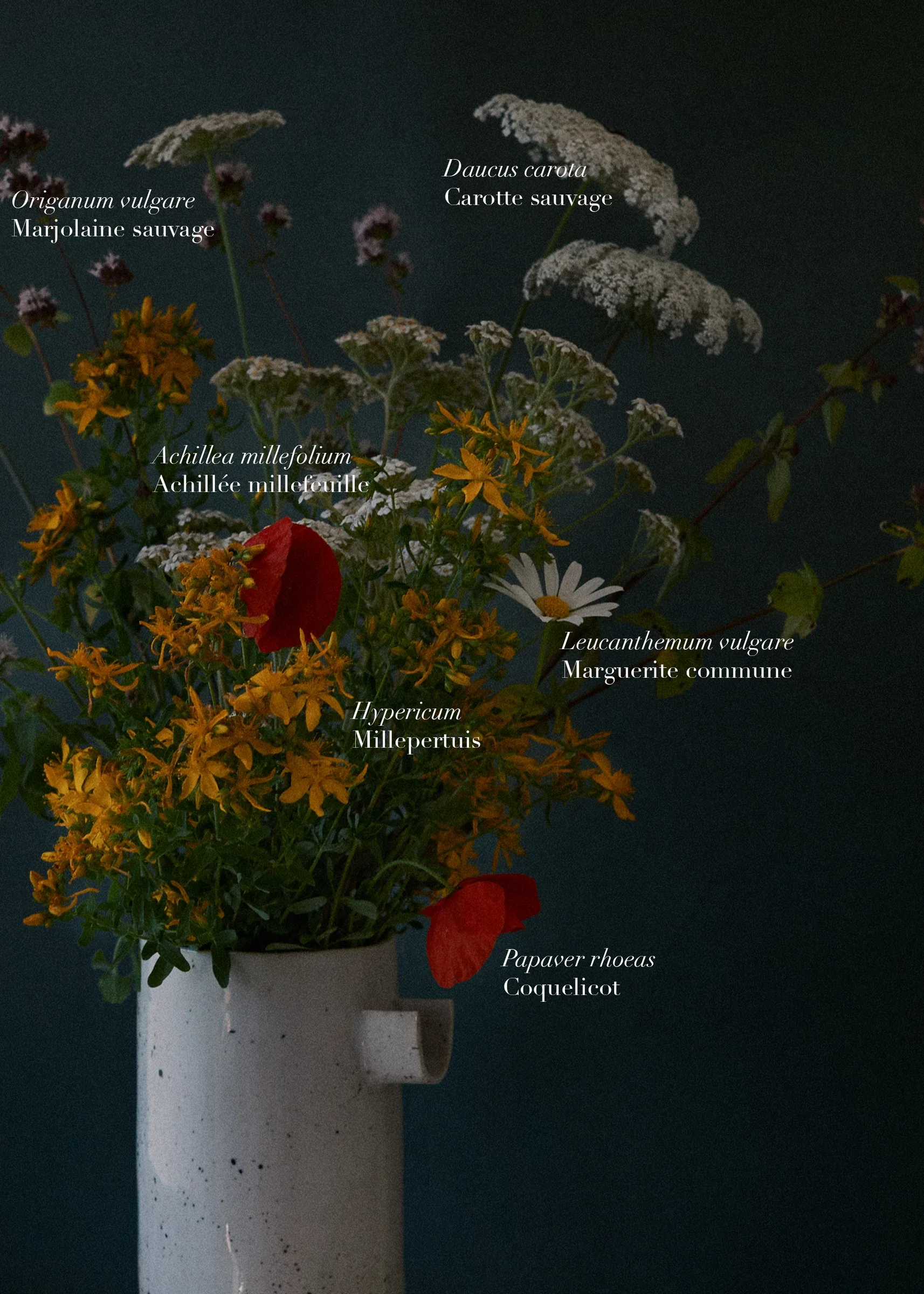 Ces Herbes Folles, photograph 14