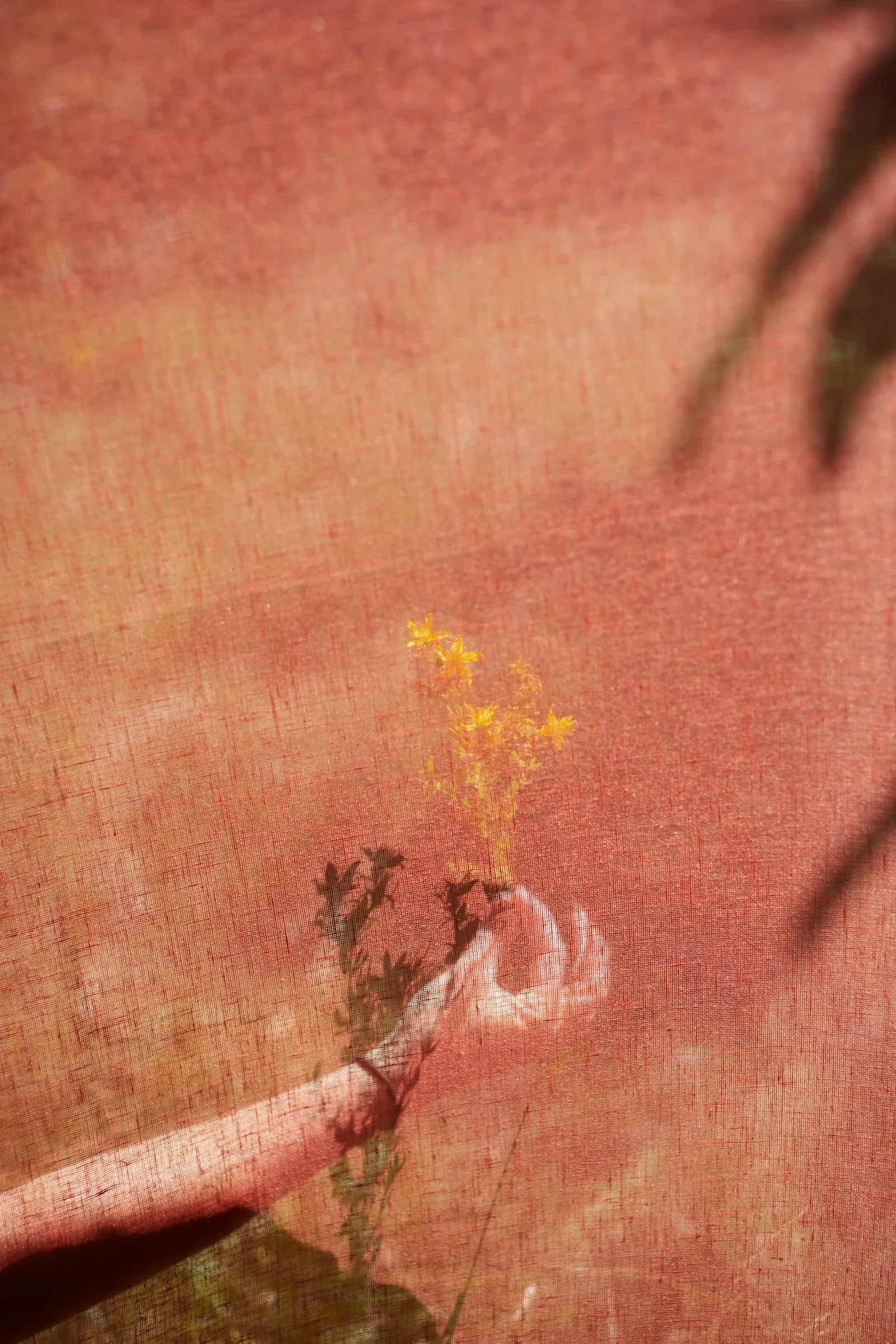 Ces Herbes Folles, photograph 16