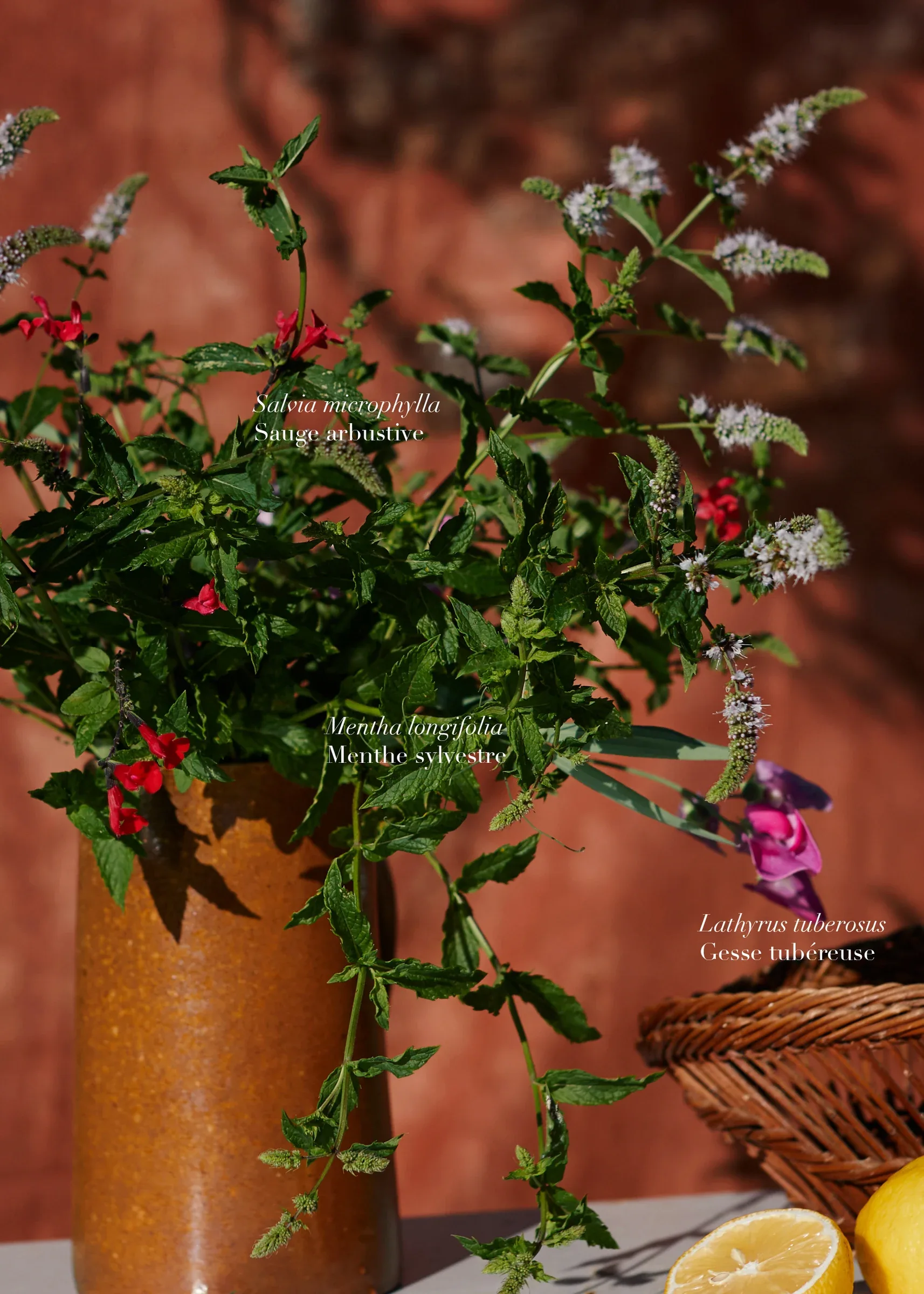 Ces Herbes Folles, photograph 17