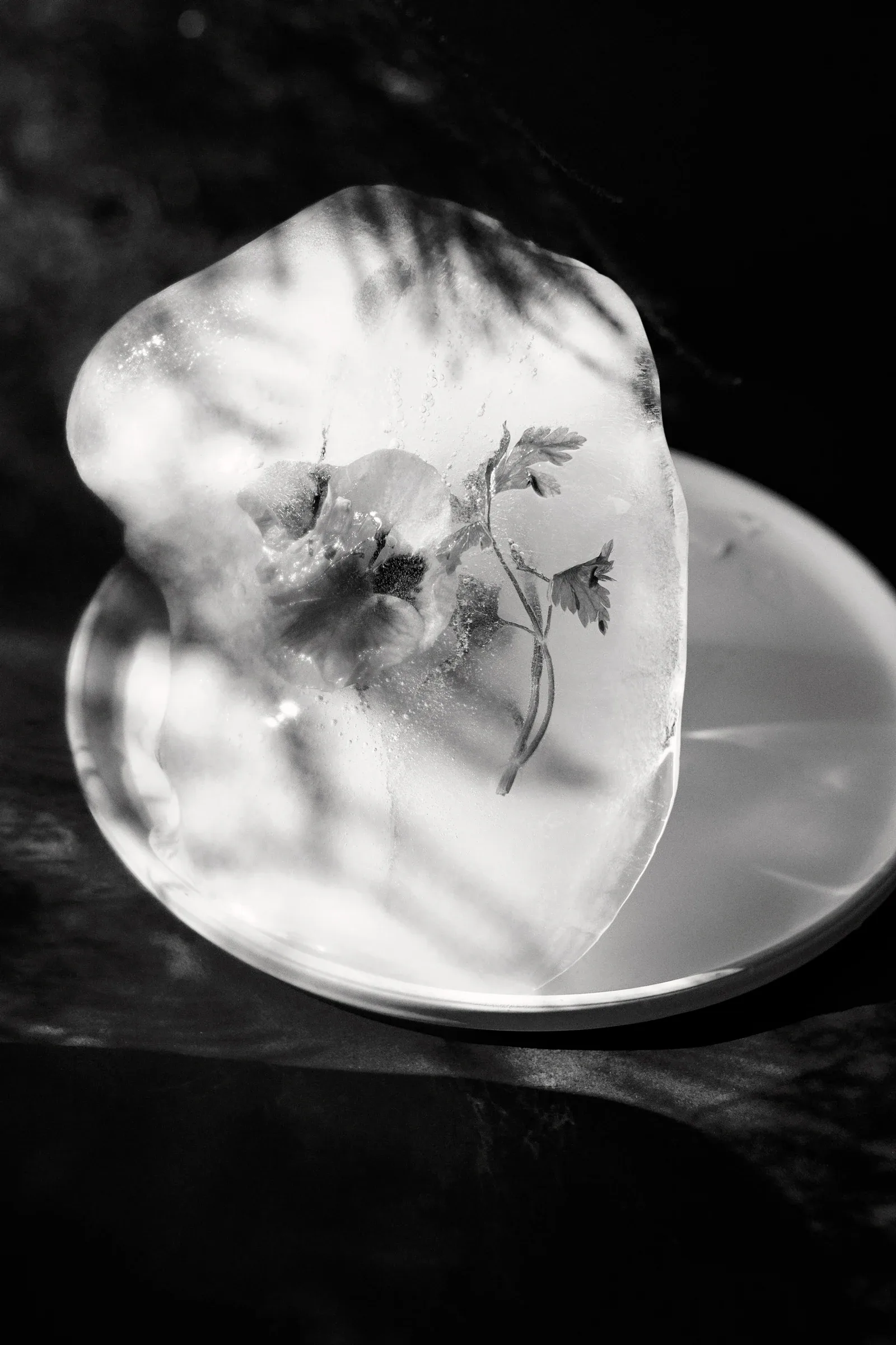 Ice Studies, photograph 7